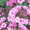 Phlox 'Miss Karen', flowers