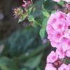 Phlox 'Miss Karen', flowers