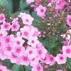 Phlox 'Miss Karen', flowers