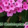 Phlox 'Miss Karen', flowers