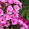 Phlox 'Miss Karen', flowers