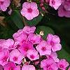 Phlox 'Miss Karen', flowers
