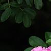 Phlox 'Miss Karen', flowers