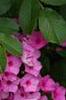 Phlox 'Miss Karen', flowers