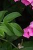 Phlox 'Miss Karen', flowers