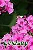 Phlox 'Miss Karen', flowers