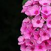 Phlox 'Miss Karen', flowers