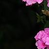 Phlox 'Miss Karen', flowers