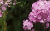 Phlox paniculata, habit