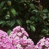 Phlox paniculata, habit