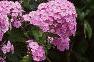 Phlox paniculata, habit