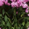 Phlox paniculata, habit