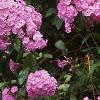 Phlox paniculata, habit