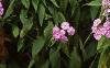 Phlox paniculata, habit