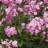 Phlox paniculata, habit