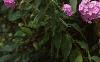 Phlox paniculata, habit