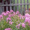 Phlox paniculata, habit