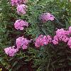 Phlox paniculata, habit