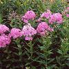 Phlox paniculata, habit