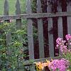 Phlox paniculata, habit