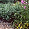Phlox paniculata, habit