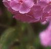 Phlox paniculata, flowers