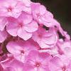 Phlox paniculata, flowers