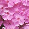 Phlox paniculata, flowers
