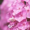 Phlox paniculata, flowers