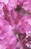 Phlox paniculata, flowers