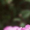 Phlox paniculata, flowers