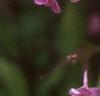 Phlox paniculata, flowers