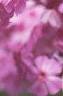 Phlox paniculata, flowers