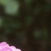Phlox paniculata, flowers