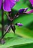 Phlox paniculata 'Blue Paradise', flowers