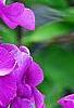 Phlox paniculata 'Blue Paradise', flowers
