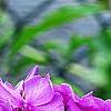 Phlox paniculata 'Blue Paradise', flowers