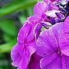 Phlox paniculata 'Blue Paradise', flowers