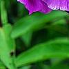 Phlox paniculata 'Blue Paradise', flowers