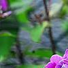Phlox paniculata 'Blue Paradise', flowers