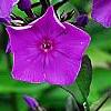 Phlox paniculata 'Blue Paradise', flowers