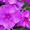 Phlox paniculata 'Blue Paradise', flowers