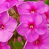 Phlox paniculata 'Elizabeth', flowers