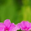 Phlox paniculata 'Elizabeth', flowers