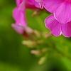 Phlox paniculata 'Elizabeth', flowers