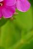 Phlox paniculata 'Elizabeth', flowers