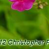 Phlox paniculata 'Elizabeth', flowers