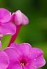 Phlox paniculata 'Elizabeth', flowers