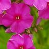 Phlox paniculata 'Elizabeth', flowers