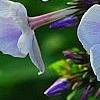 Phlox panicula 'Franz Schubert', flowers